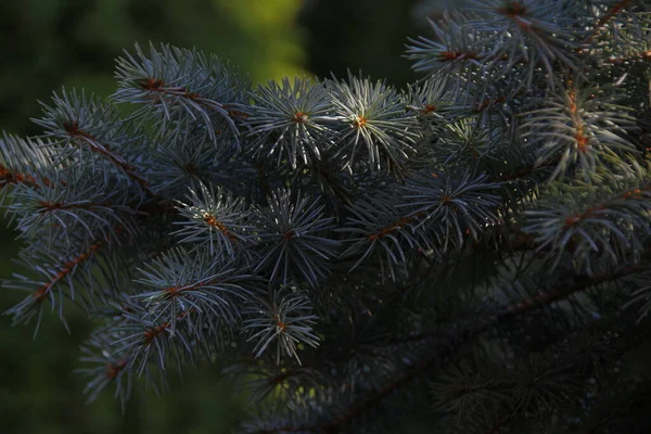 Weihnachtsbaum Garten August — Stockfoto