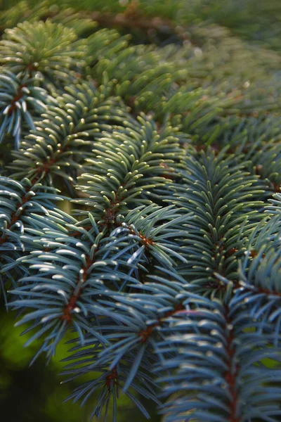 Albero Natale Giardino Agosto — Foto Stock