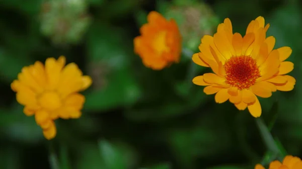 8月の庭の黄黒花 — ストック写真