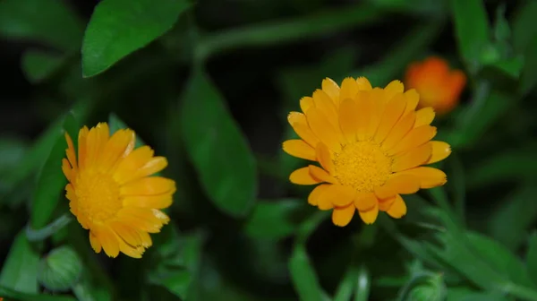 Жовто Чорна Квітка Саду Серпні — стокове фото