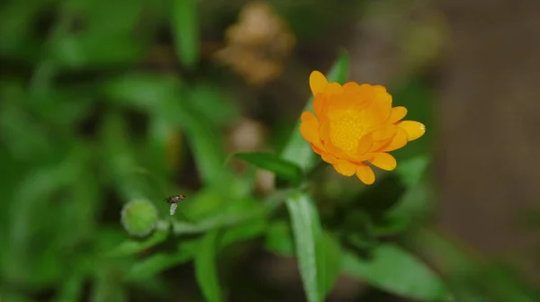 八月花园里的黄黑色花朵 — 图库照片