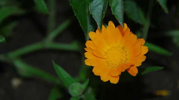 Желто Чёрный Цветок Саду Августе — стоковое фото