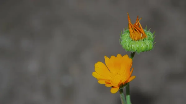 Yellow Black Flower Garden August — Stock Photo, Image