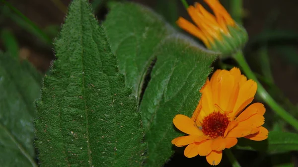 Fiore Giallo Nero Giardino Agosto — Foto Stock