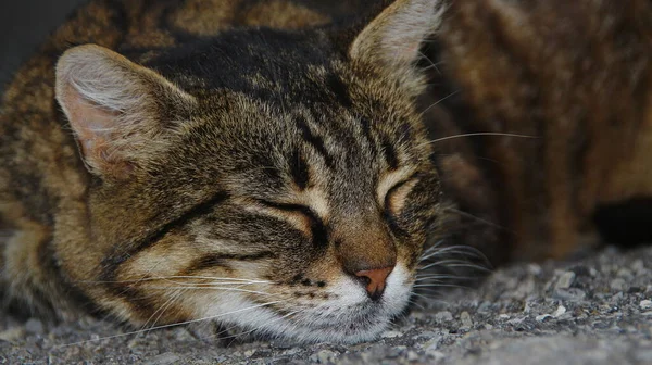 猫は８月に地面で寝ている — ストック写真