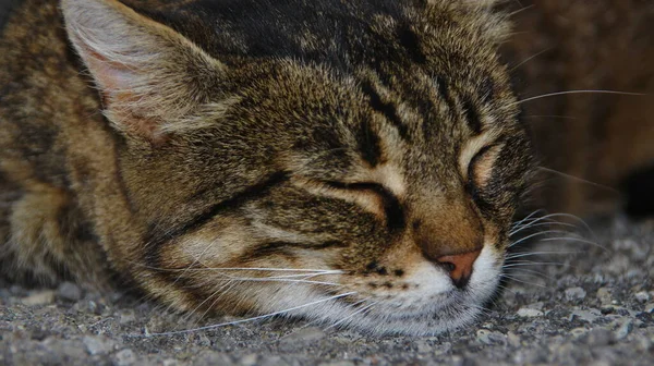 Katten Sover Marken Augusti — Stockfoto