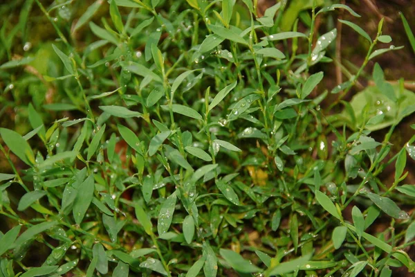 Hierba Verde Ornamental Plantas Jardín — Foto de Stock