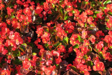 Temmuzda büyüyen güzel kokulu çiçek