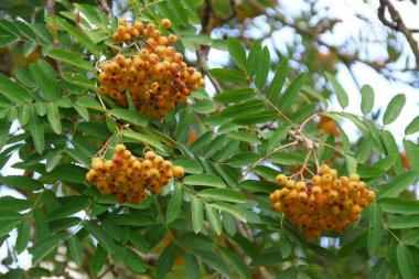 Parktaki bir ağacın üzerinde dağ küllerinin kırmızı meyveleri.
