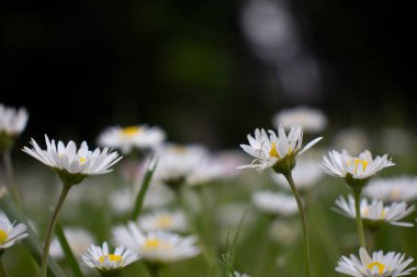 Temmuzda büyüyen güzel kokulu çiçek