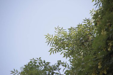 Ağustosta yeşil ağaç yaprakları