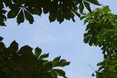 Ağustosta yeşil ağaç yaprakları