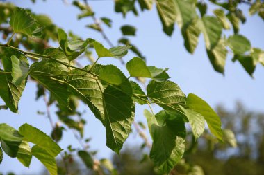 Ağustosta yeşil ağaç yaprakları