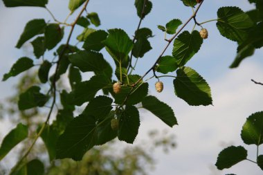 Ağustosta yeşil ağaç yaprakları
