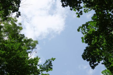 Ağustos ayında Ukrayna 'nın batısındaki orman ve tarlalar