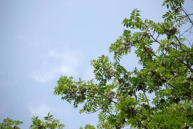 Ağustos ayında Ukrayna 'nın batısındaki orman ve tarlalar