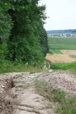 Ağustos ayında Ukrayna 'nın batısındaki orman ve tarlalar