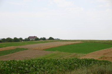 Ağustos ayında Ukrayna 'nın batısındaki orman ve tarlalar