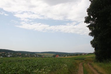 Ağustos ayında Ukrayna 'nın batısındaki orman ve tarlalar