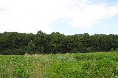 Ağustos ayında Ukrayna 'nın batısındaki orman ve tarlalar