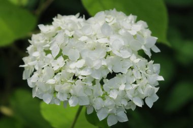 Temmuzda büyüyen güzel kokulu çiçek