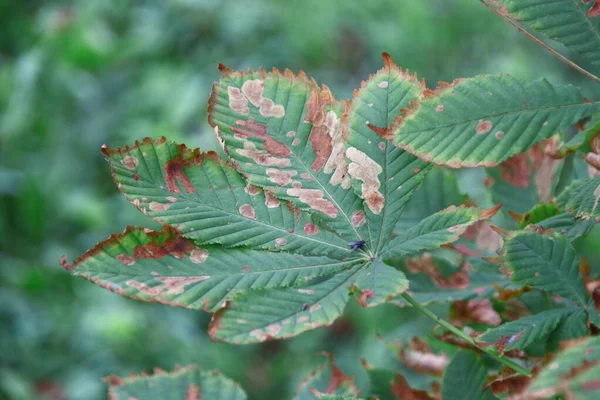 Feuilles Vertes Des Arbres Août — Photo