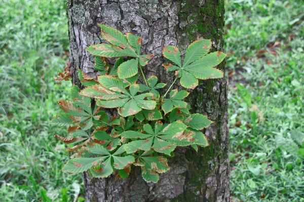 Feuilles Vertes Des Arbres Août — Photo