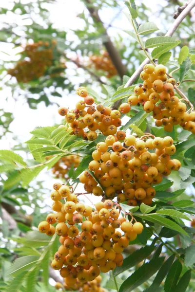 Bayas Rojas Fresno Montaña Árbol Parque — Foto de Stock