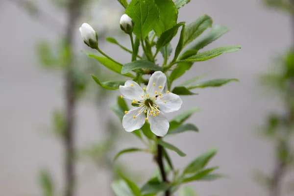Beautiful Fragrant Flower Grew July — Stock Photo, Image