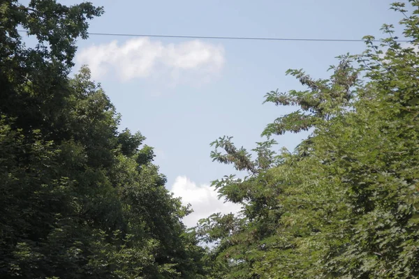 Зеленые Листья Деревьев Августе — стоковое фото