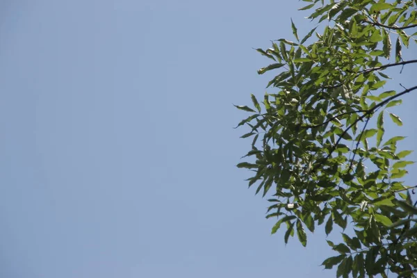Зелене Листя Дерев Серпні — стокове фото