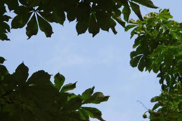 Зеленые Листья Деревьев Августе — стоковое фото
