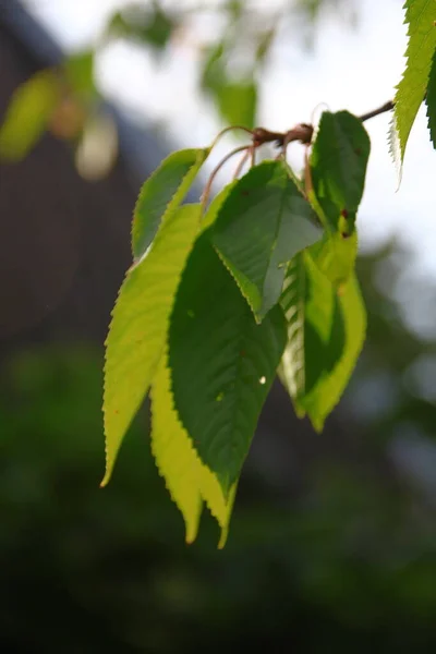 Zelené Listy Stromů Srpnu — Stock fotografie