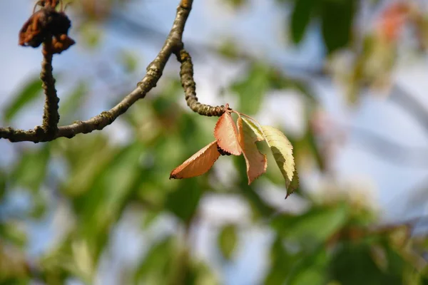 Hojas Verdes Árboles Agosto — Foto de Stock