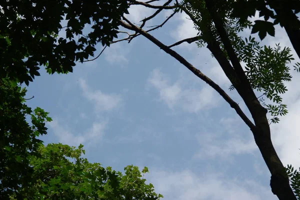 Bosque Campos Del Oeste Ucrania Agosto — Foto de Stock