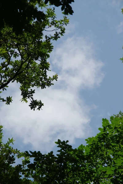 Wald Und Felder Der Westukraine August — Stockfoto