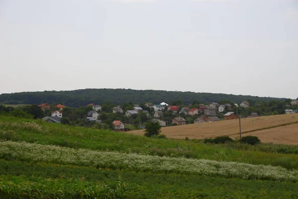 Ліс Поля Західної України Серпні — стокове фото