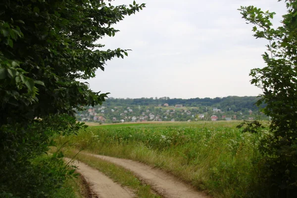 Bos Velden Van West Oekraïne Augustus — Stockfoto