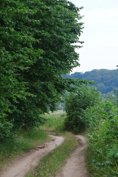 Wald Und Felder Der Westukraine August — Stockfoto