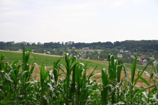 8月乌克兰西部的森林和田野 — 图库照片