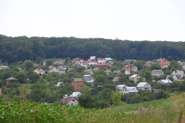 Las Pola Zachodniej Ukrainy Sierpniu — Zdjęcie stockowe