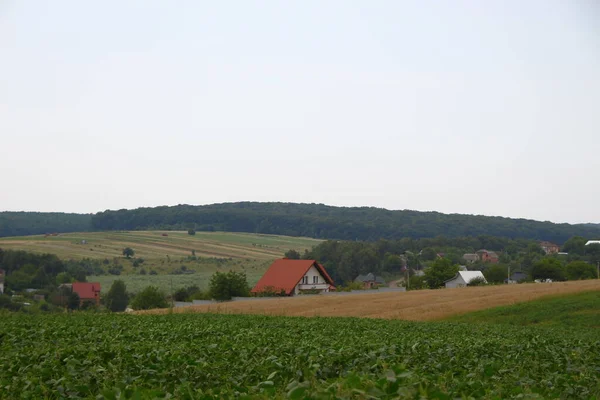 Forêts Champs Ouest Ukraine Août — Photo