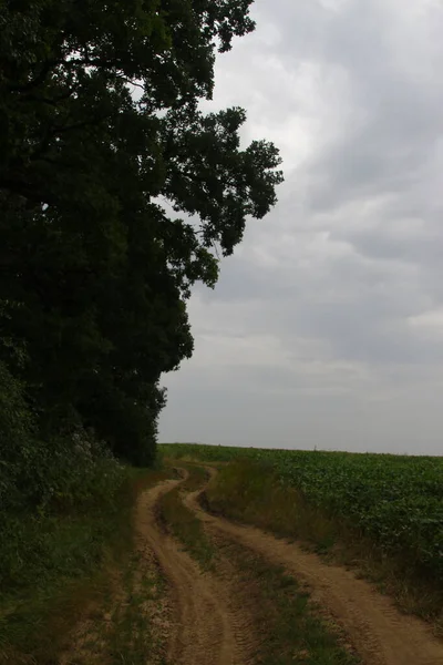 Wald Und Felder Der Westukraine August — Stockfoto