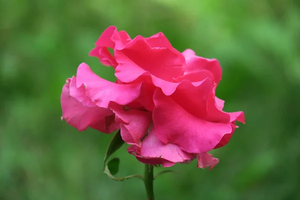 Schöne Duftende Blume Die Juli Wuchs — Stockfoto