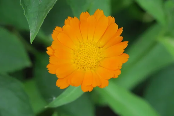 Bela Flor Perfumada Que Cresceu Julho — Fotografia de Stock