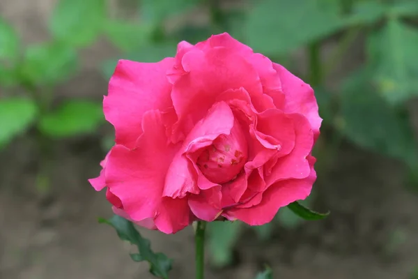 Piękny Pachnący Kwiat Który Rósł Lipcu — Zdjęcie stockowe