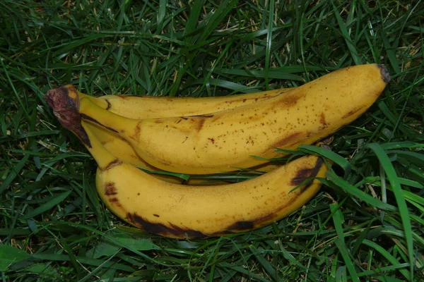 Tricotar Bananas Amarelas Deliciosas — Fotografia de Stock