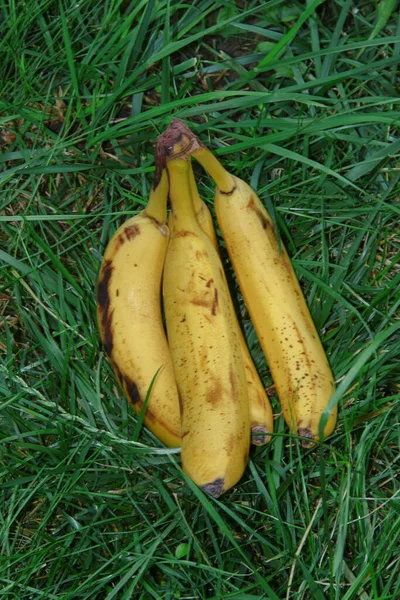 Tricotar Bananas Amarelas Deliciosas — Fotografia de Stock