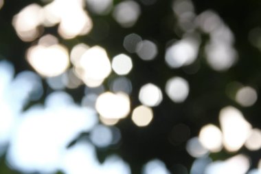 Fosforlu yeşil yapraklar ve güneş ışıkları