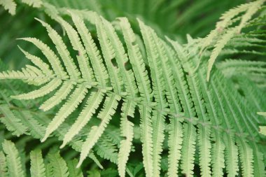 Bahçede yeşil yapraklar